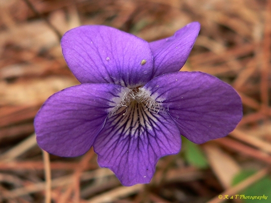 {Viola septemloba}